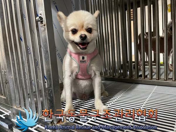 종료(반환) 포메라…